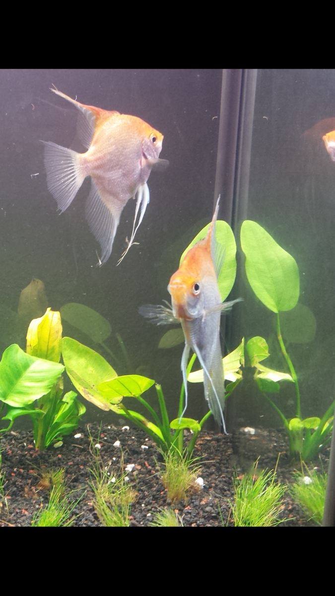 Angelfish pair