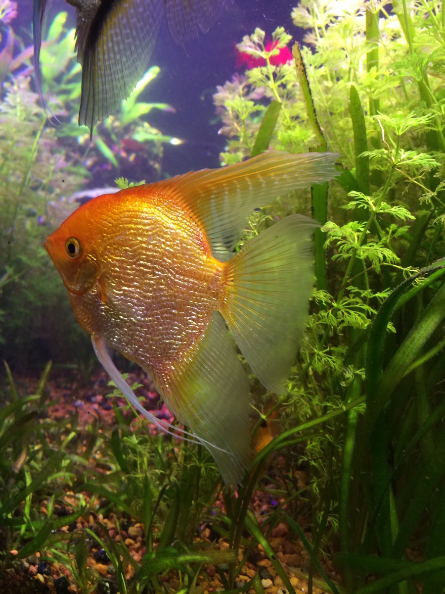 Anglefish Gold
August 2015