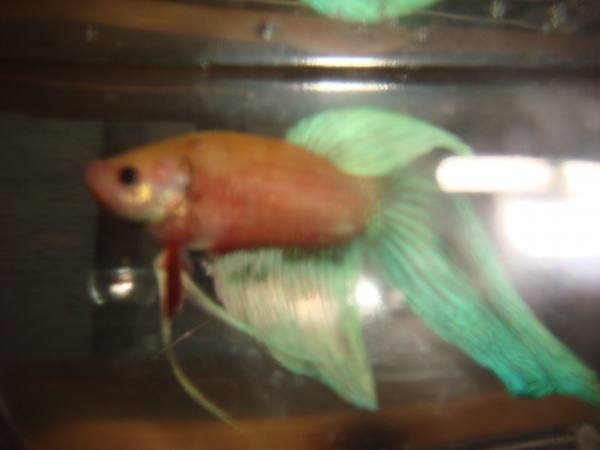 another Betta without proper photography skills. :/