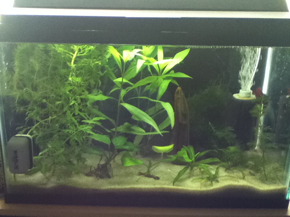 another Blurry FTS