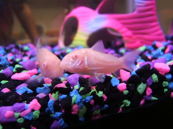 Another close up of both of my albino cories.
