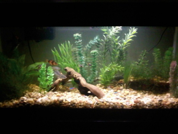 Another Full Tank Shot as of 7-7-2009