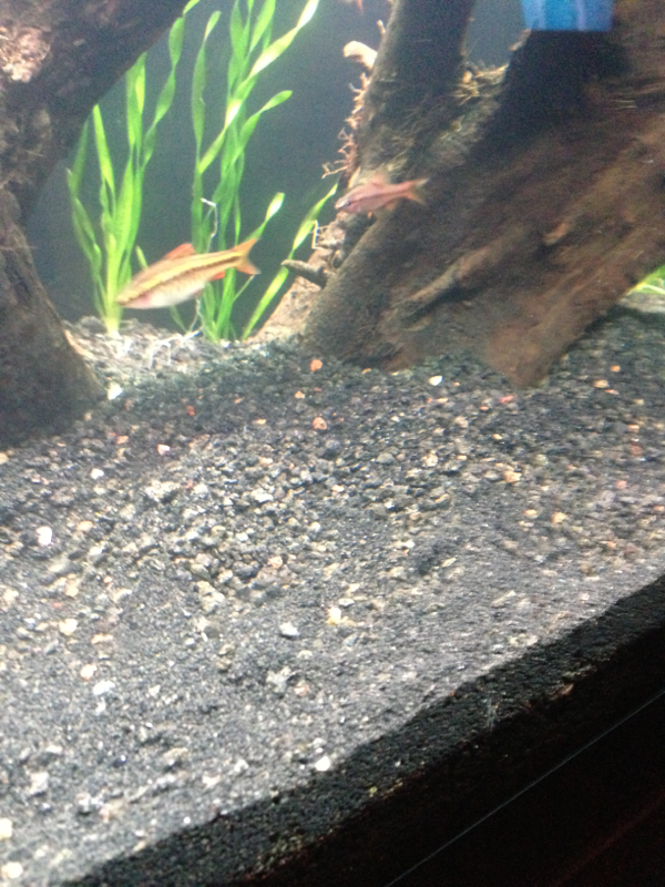 another male and female cherry barb