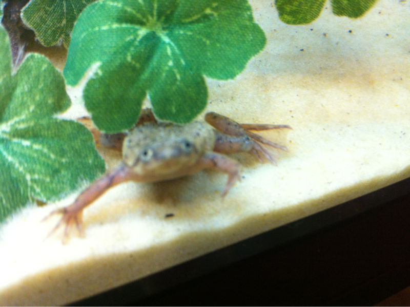 Another Photo Of My Frog.