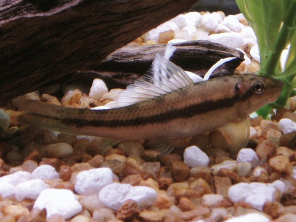 Another pic of my algae eater, closeup.  Taken with an Olympus Stylus 400 w/o flash, closeup setting.