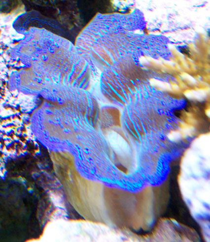 another pic of my Crocea clam