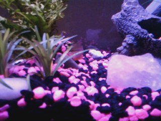 another pic of my gourami