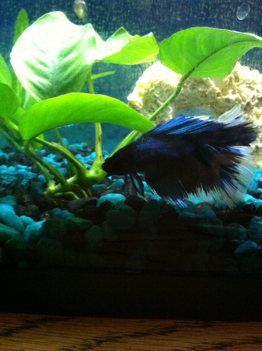 Another picture of Ivory, my prized Betta :)