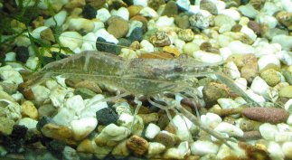Another picture of my shrimp that supposedly belongs to the Macrobrachium family.