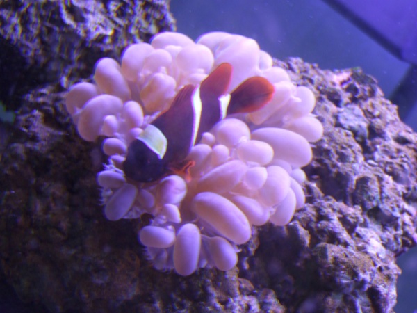 Another picture of our insane clownfish with the bubble coral.