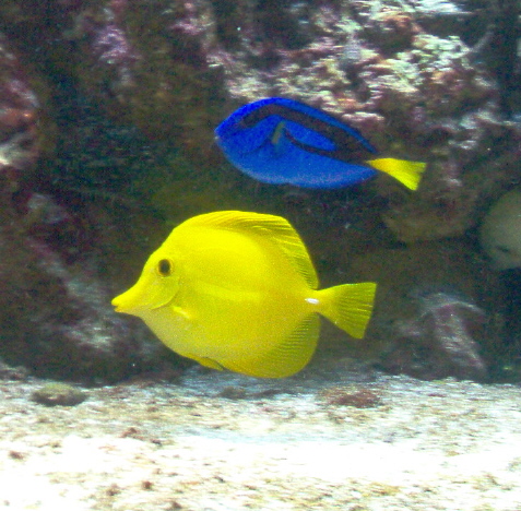 Another shot of my plump-n-healthy tang family!