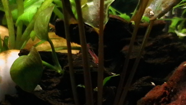 Another shots of my chilis. Taken yesterday, June 10, 2011. Still very fast little fish. LOL