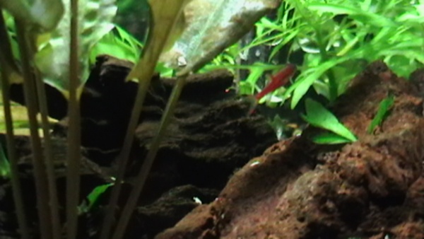 Another shots of my chilis. Taken yesterday, June 10, 2011. Still very fast little fish. LOL