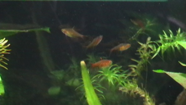 Another shots of my new embers...June 10, 2011. They are more orange-y look now....they are also very fast cutie pies.