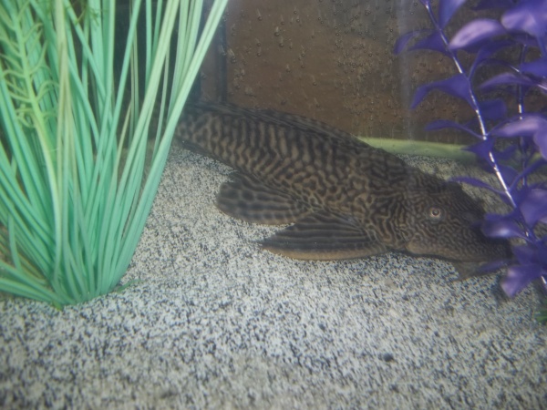 Another view of Plec