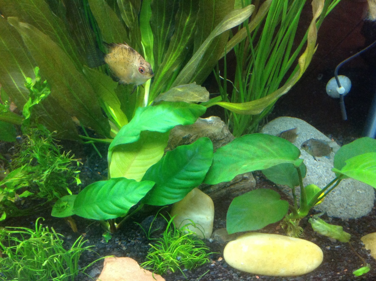 Anubias and water grass are doing well. I have added Discus at this point and they are feeling more confident. These fish are about 3 months old. Some