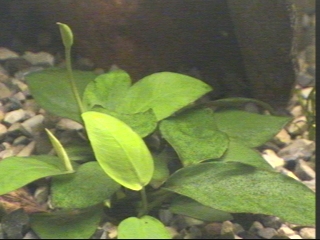 Anubias barteri var. nana is a very easy to grow, hardy plant that does not require alot of light, and is very tolerant of varied pH, hardness, and te