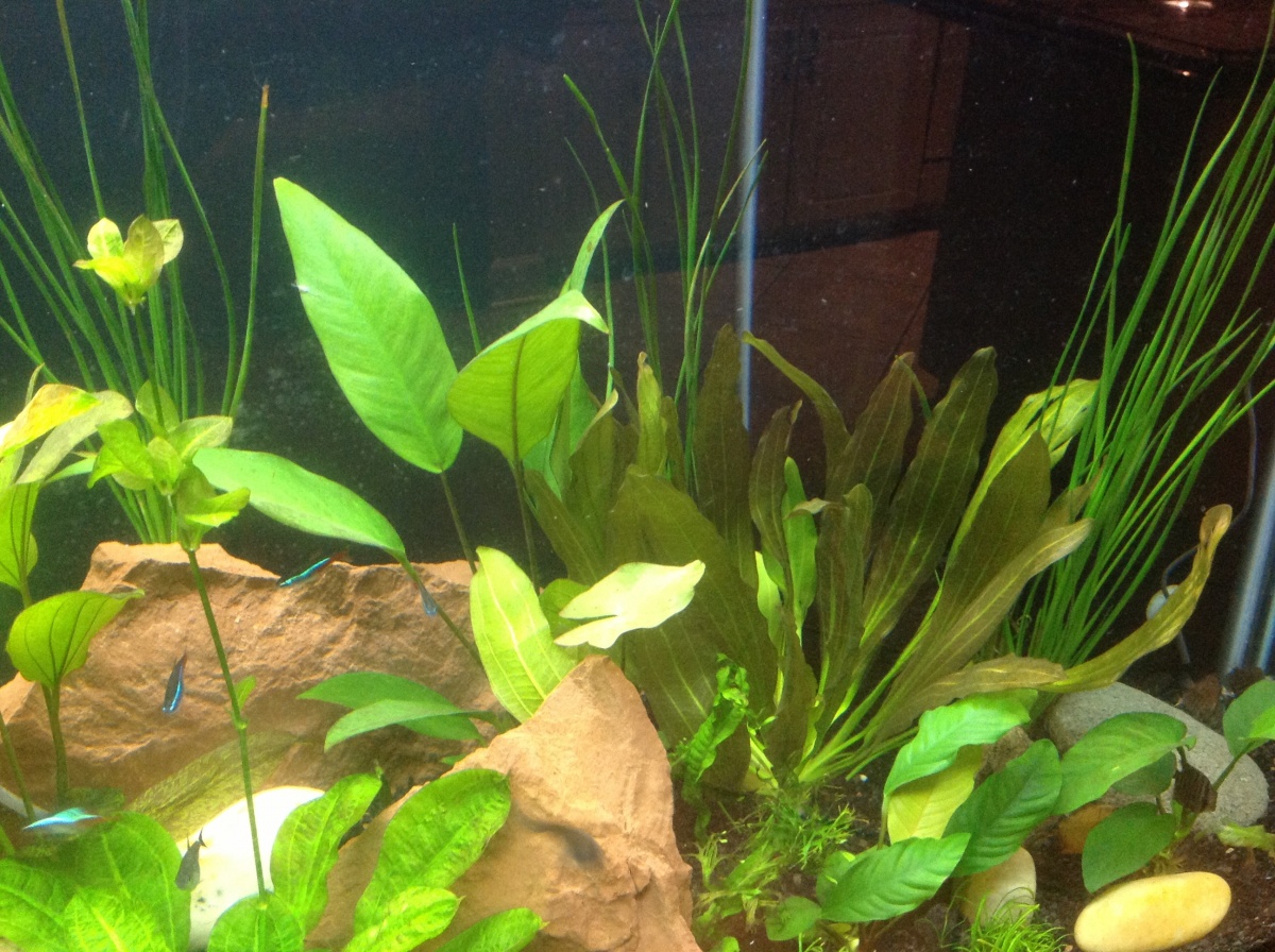 Anubias doing well. I am lighting with metal halides for 6 hours per day as well as using macro and micro ferts. Keep an eye on nitrate levels....plan