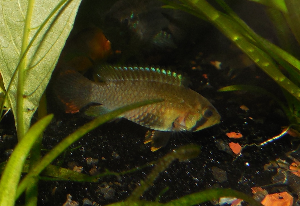 Apistogramma Panduro - Still kind of young, just starting to get his blue.