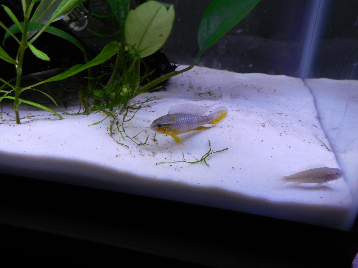 Apistogramma Tefe Pearl Orange Pair - This pair recently spawned for me for the first time 5/13/14
