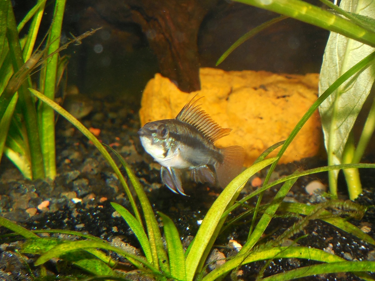 Apistogramma Triafasiata Rio Guapore F1- A youngin as well.  Will be really cool once he gets a little bigger