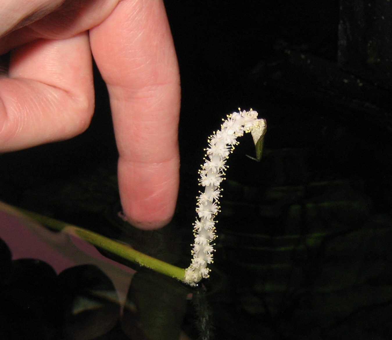 Aponogeton crispus flower under 1.2 WPG.  Its the 2nd time the plant has flowered. (Finger added for scale)