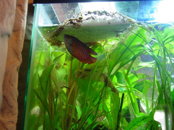 Apparently my dwarf gourami can not get over the fact he will NEVER have a date, so he continues to build these massive nests and block out all the li