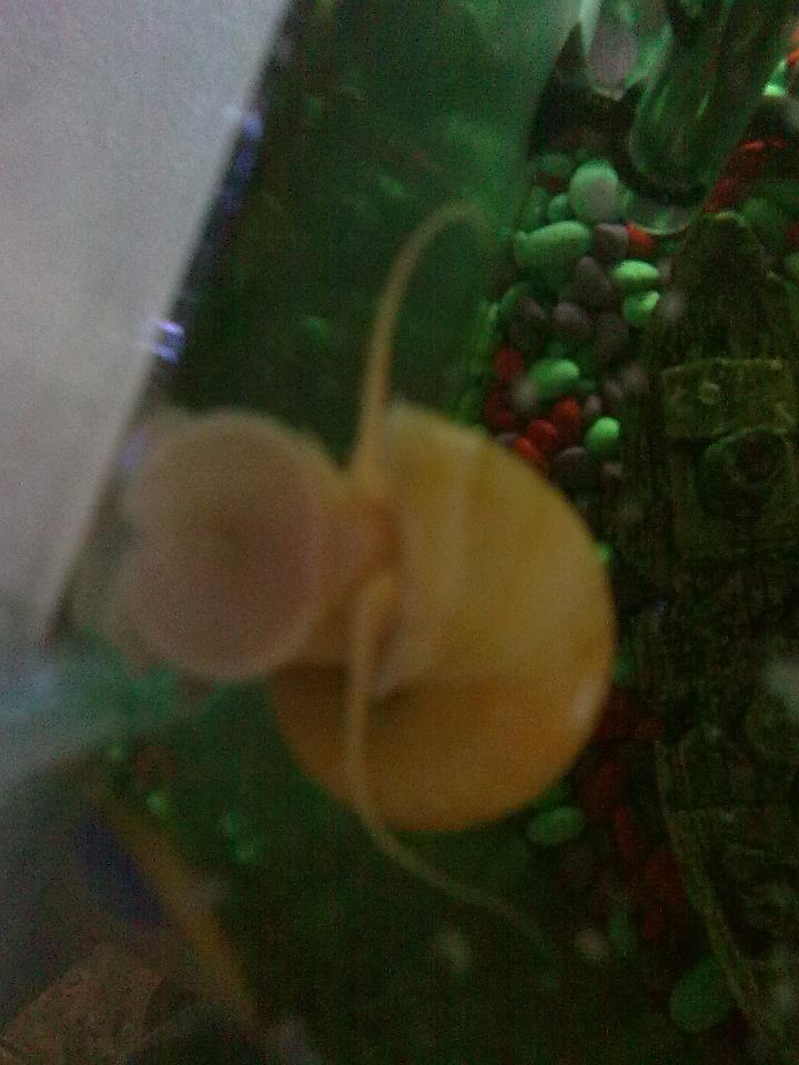 Apple Snail: 1 of them at least...