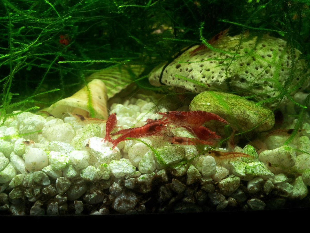 Aqeaon 10G: 30+ Red Cherry Shrimp
