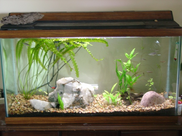 Aquarium at 6 months with 20 watts lighting. Can't keep too many plants with that in a 40 gallon tank.