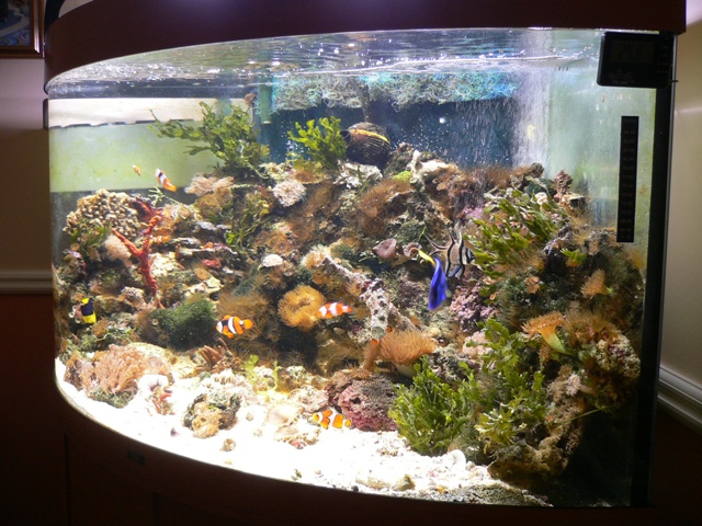 aquarium at home 004