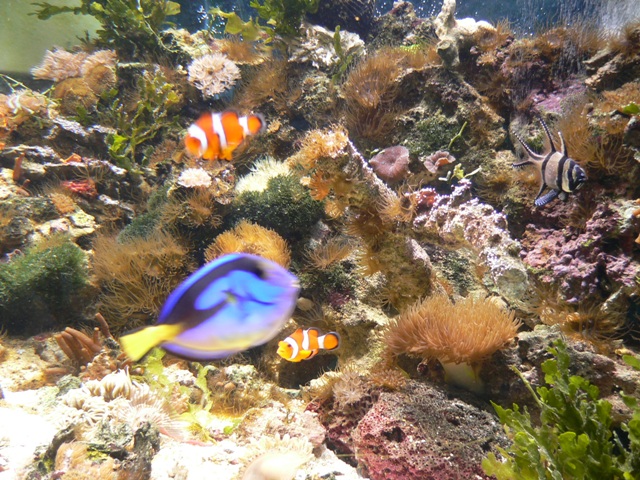 aquarium at home 005