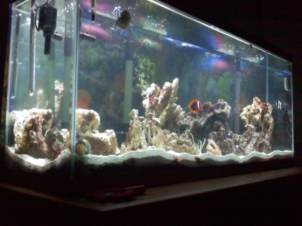 Aquarium at night