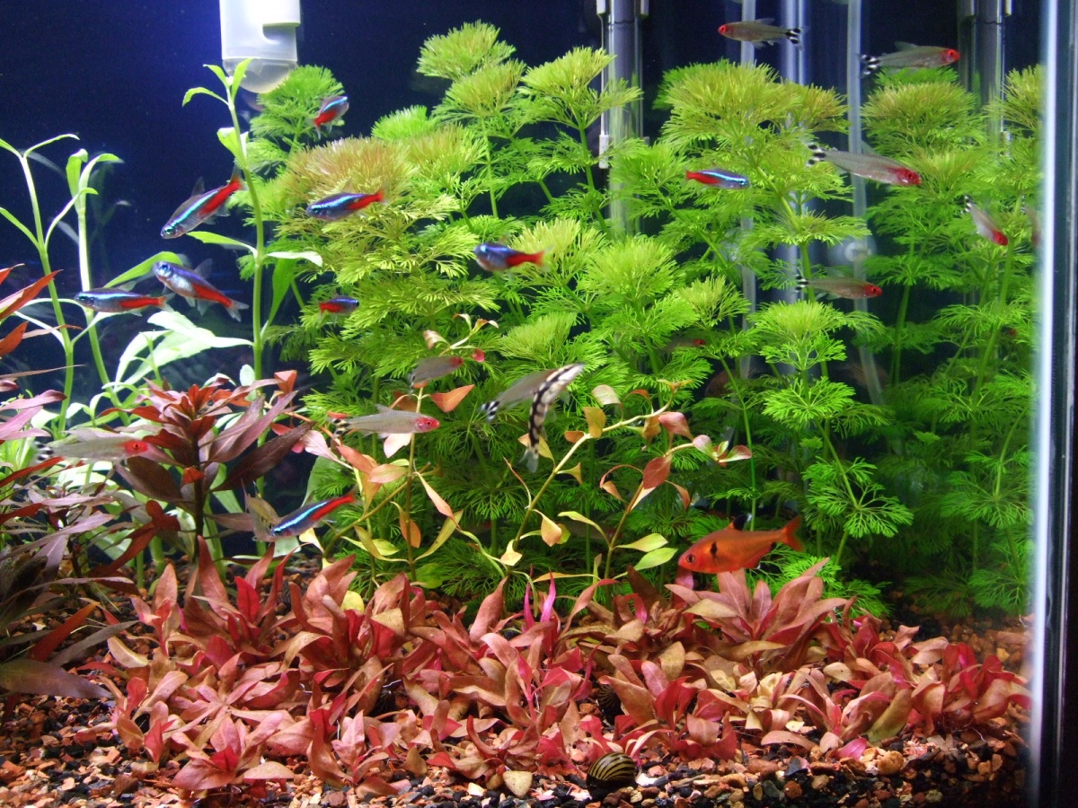 AR 'mini in front, Ludwigia Repens in front of Limnophilia Sassiliflora background.