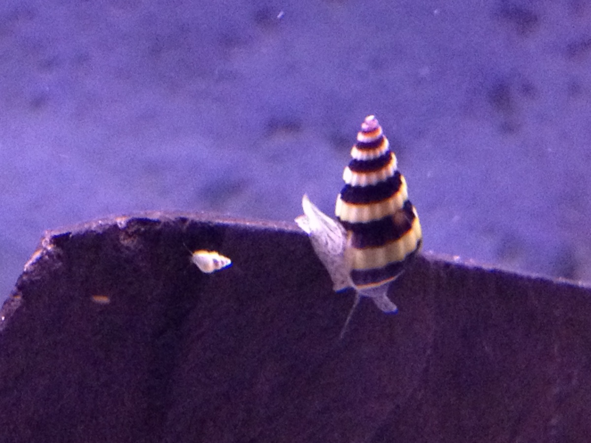 Assassin snail