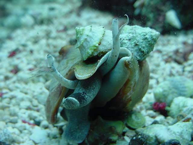 Astraea snails cruising around on their friend, the fighting conch.