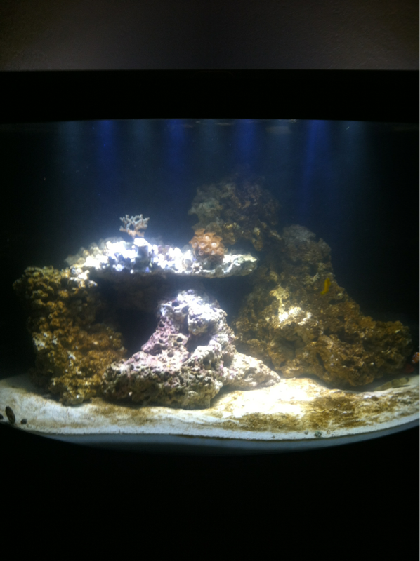 At almost a month set-up, still need second LED's for back of tank and refugium.9-18-12 Set-up Date