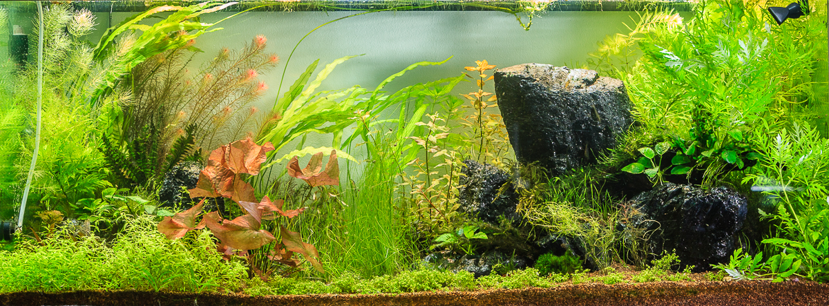 August, 24. Some days after  replanning and replanting. More coming soon :)