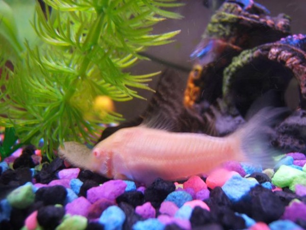 Aww... One of my Albino cories and my Syno sharing an algae wafer.