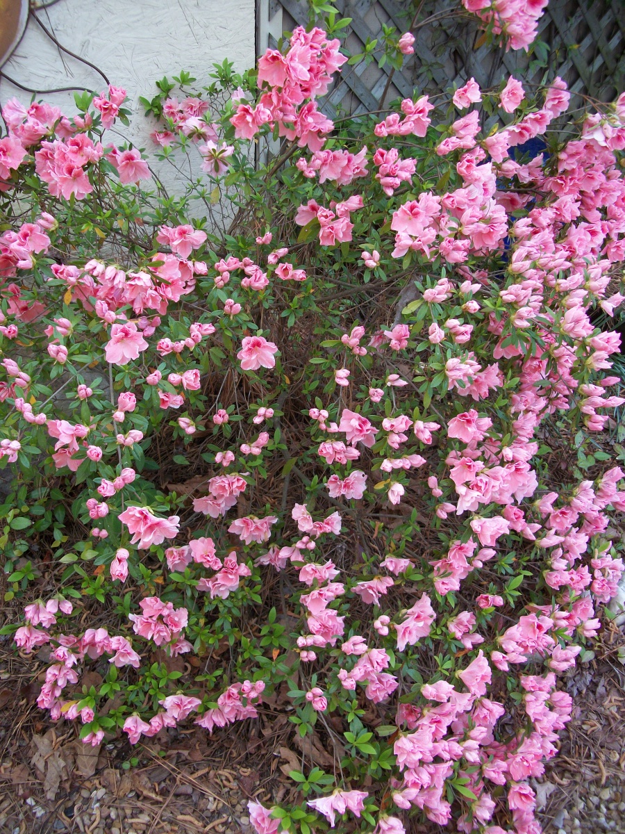 azalea blooms