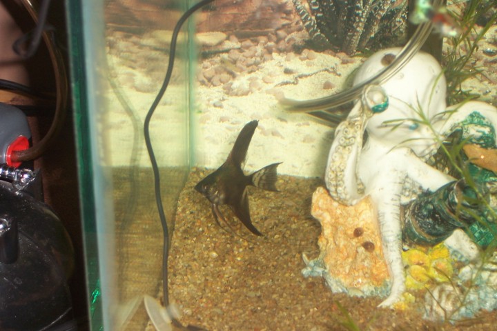Baby black veil tailed angelfish