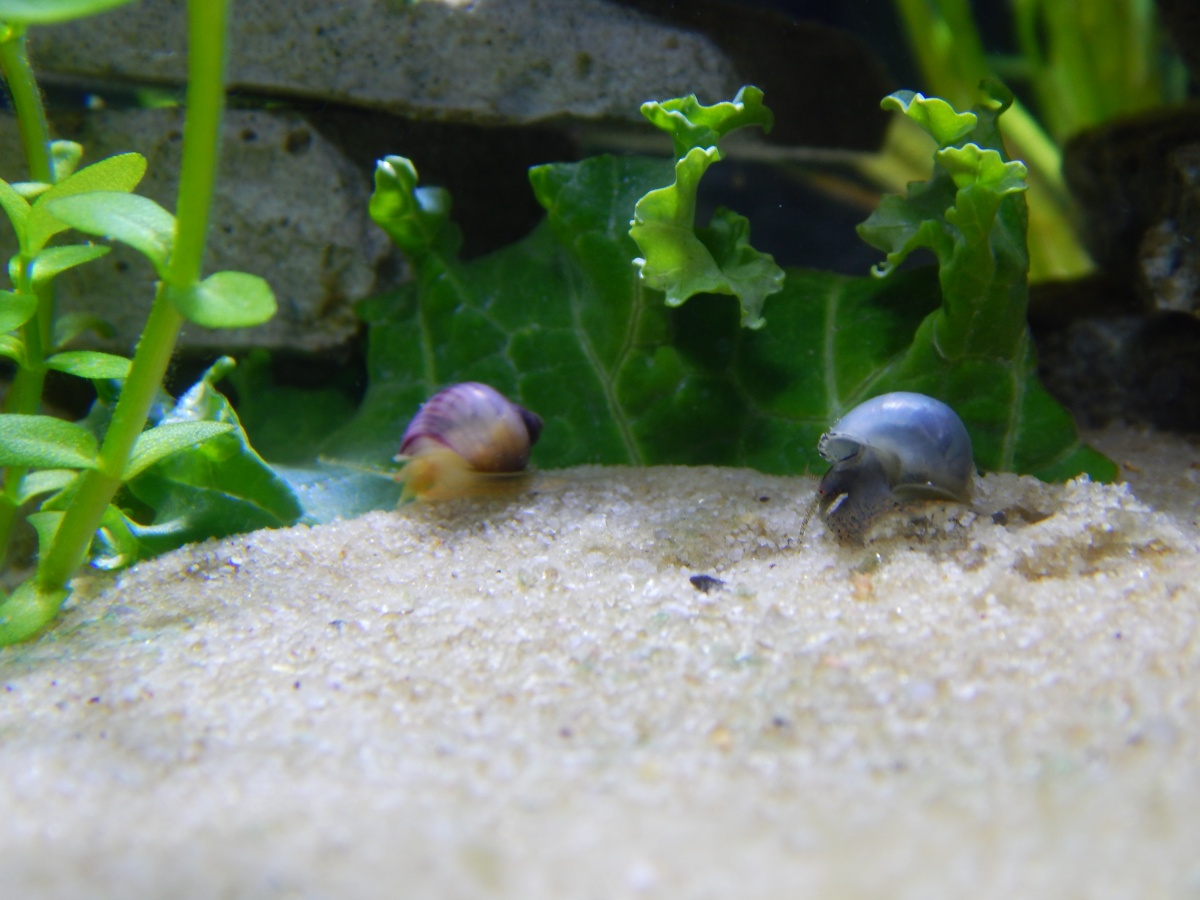 Baby mystery snails