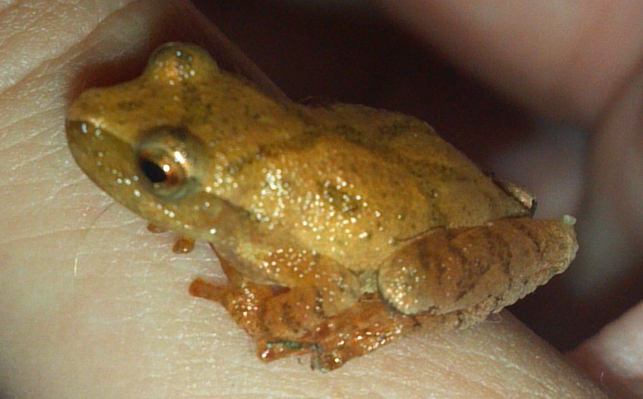 baby peeper frog