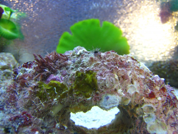 Baby sea urchin on my live rock, he's almost doubled in size now!