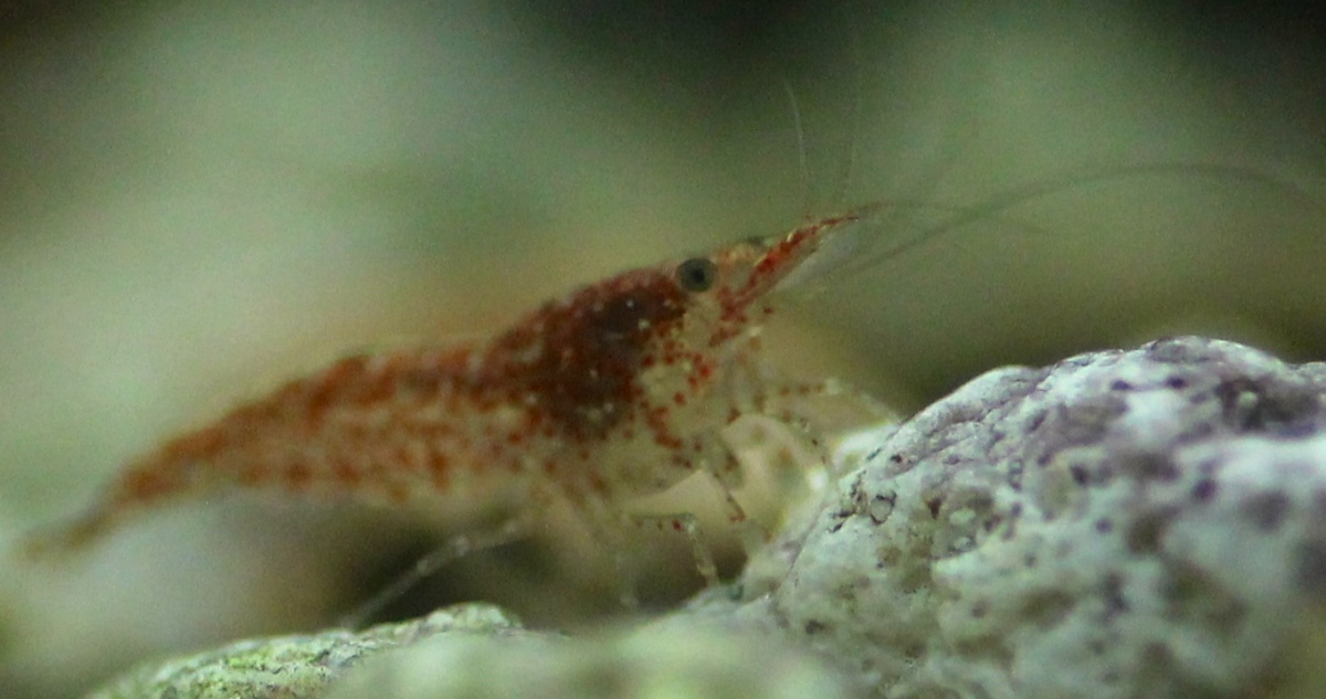 Baby shrimp is growing