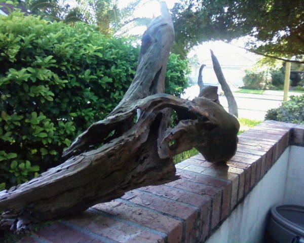 back of the driftwood