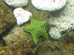 Bahama Starfish