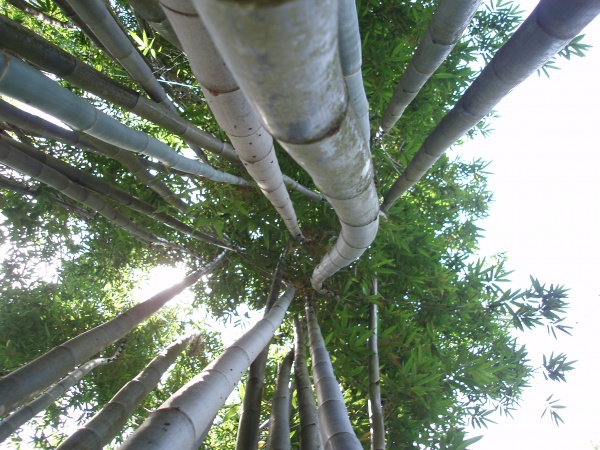 Bamboo from below!