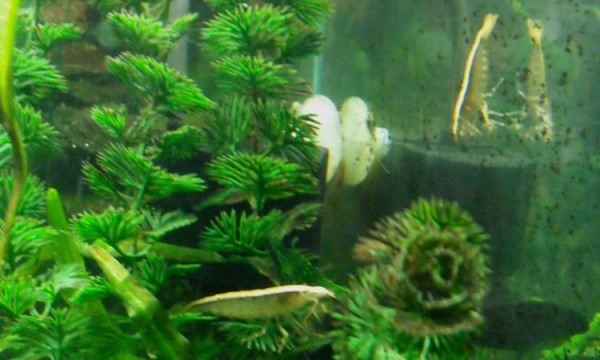 Bamboo Shrimp: Chuck & Charlie

RIP Chuck :(