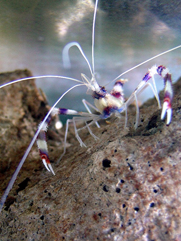 Banded Coral Shrimp ~ he is a lot of fun!